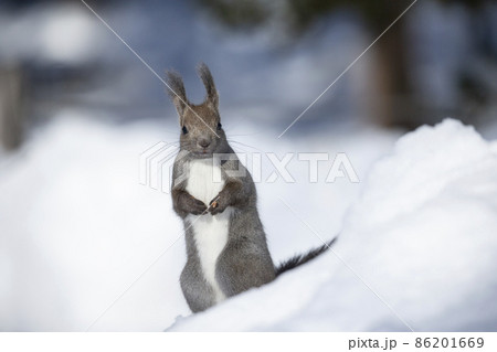 エゾリス エゾリス 86201669