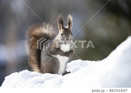 エゾリス 86201697