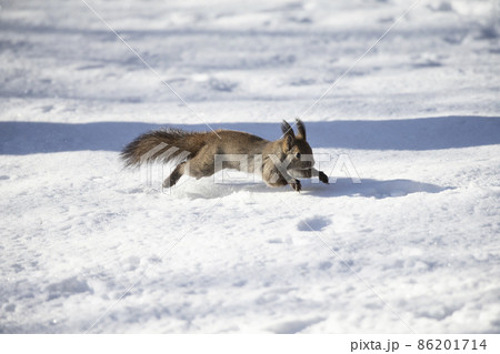 エゾリス エゾリス 86201714