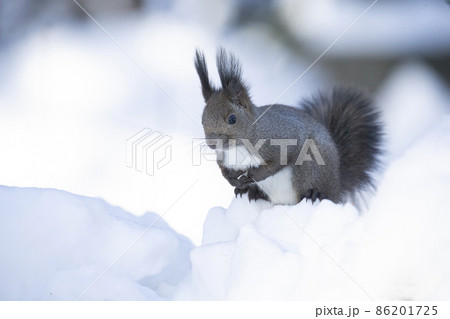 エゾリス エゾリス 86201725