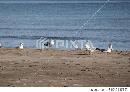 福井県高浜町の城山公園と城山海水浴場 海鳥 福井県高浜町の城山公園と城山海水浴場 海鳥 86201837