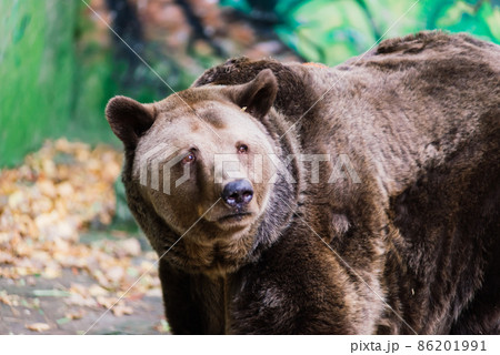 Canadian big brown bear moving in the park forest Canadian big brown bear moving in the park forest 86201991