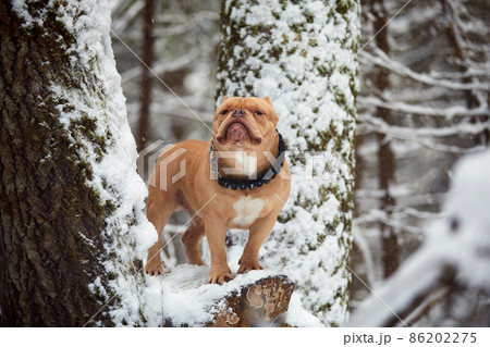 American bully dog playing in the snowy forest, selective focus 86202275