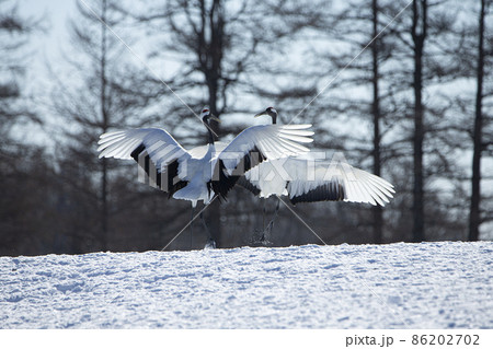 丹頂鶴 丹頂鶴 86202702