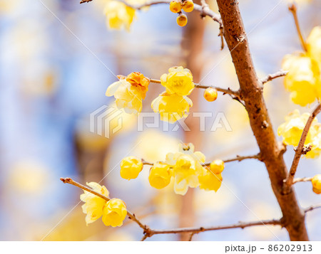 春の訪れ　満開に咲いた美しいロウバイ 86202913