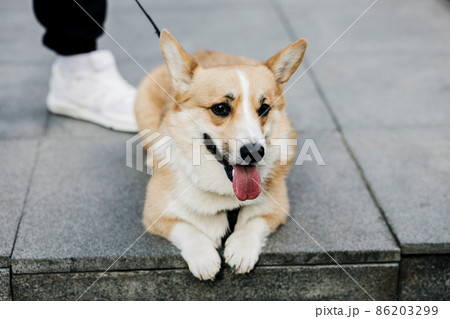 Dog Corgi in street 86203299