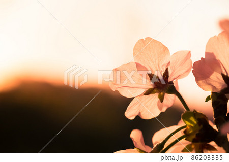 朝陽に照らされて輝く桜の花 86203335