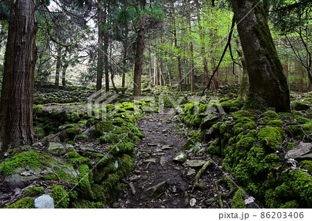 樽見の大桜より 86203406
