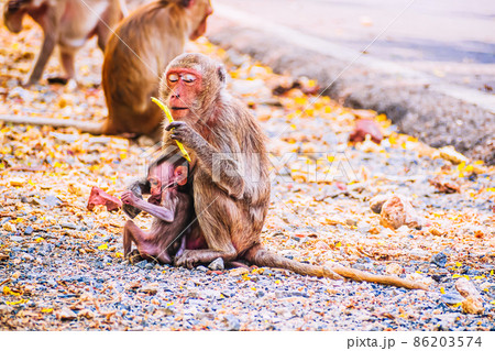 Monkey family and mother and baby animal wildlife in nature 86203574