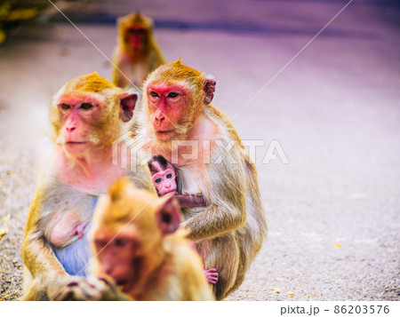 Monkey family and mother and baby animal wildlife in nature 86203576