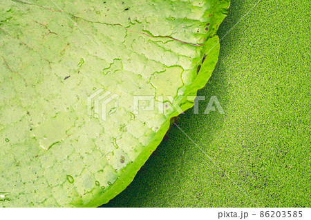 Close up nature details of Giant Amazon water lily Victoria amazonica 86203585