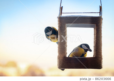 Tits eat sunflower seeds from handmade feeder. Winter feeding of garden birds Great Tit or Parus major. Eco-friendly lifestyle, environmental conservation. 86203666