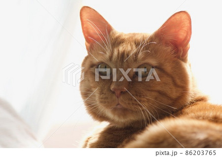 飼い主を見つめる猫 86203765