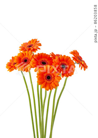 Bouquet of beautiful orange gerbera flowers isolated on white background. Greeting card with gerbera flowers. Bouquet of beautiful orange gerbera flowers isolated on white background. Greeting card with gerbera flowers. 86203858