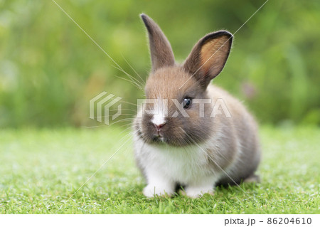 Lovely furry baby rabbit white and brown bunny looking at something while sitting on green grass 86204610