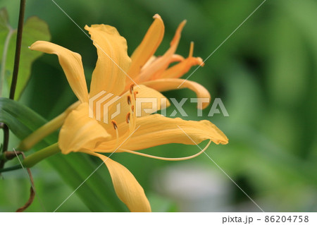 ムサシノキスゲ　武蔵野黄菅　ゼンテイカ 86204758