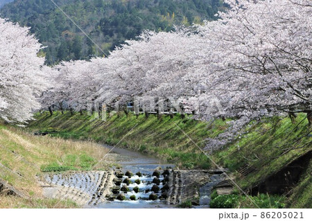 堰を流れる水辺には桜の花びらが散り集まる 堰を流れる水辺には桜の花びらが散り集まる 86205021