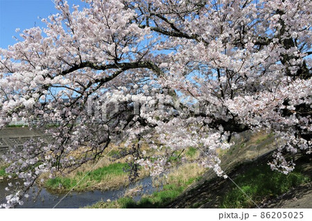 青空に抜けるようなチェリーピンクの桜 青空に抜けるようなチェリーピンクの桜 86205025