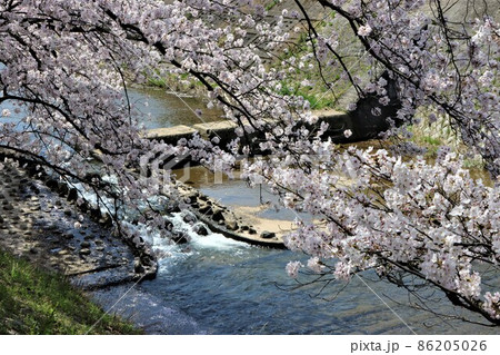 堰を流れる水の上に桜の花びらが舞いかける 堰を流れる水の上に桜の花びらが舞いかける 86205026