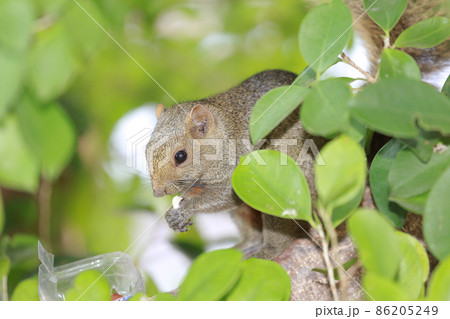 the Sciuridae on tree. Squirrel, Rodent mammals 86205249