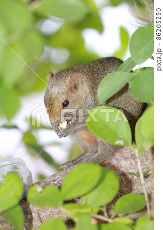 the Sciuridae on tree. Squirrel, Rodent mammals the Sciuridae on tree. Squirrel, Rodent mammals 86205250