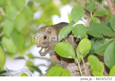 the Sciuridae on tree. Squirrel, Rodent mammals the Sciuridae on tree. Squirrel, Rodent mammals 86205252