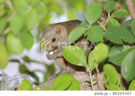 the Sciuridae on tree. Squirrel, Rodent mammals the Sciuridae on tree. Squirrel, Rodent mammals 86205407