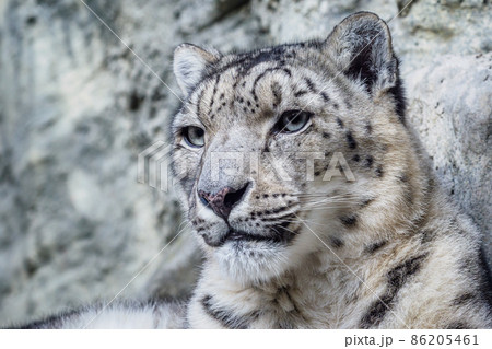 Portrait of a snow leopard close up on a stone background Portrait of a snow leopard close up on a stone background 86205461