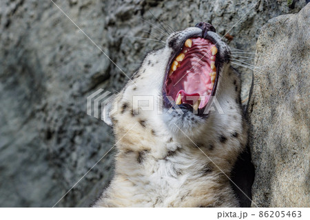 The open mouth of a snow leopard on a stone background The open mouth of a snow leopard on a stone background 86205463