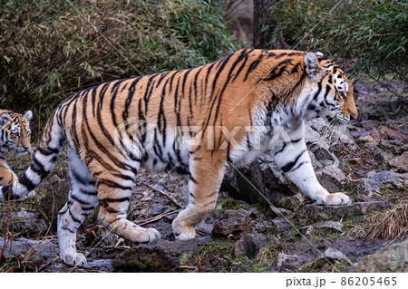 Siberian tiger with cub, Panthera tigris altaica 86205465