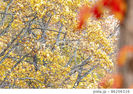 森の紅葉 落葉 秋色イメージ 蒜山高原 の写真素材