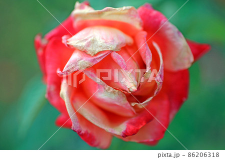 蜂ヶ峰の薔薇 蜂ヶ峰の薔薇 86206318