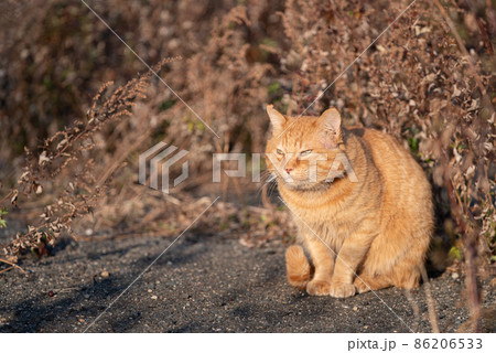 可愛い茶トラ猫 可愛い茶トラ猫 86206533