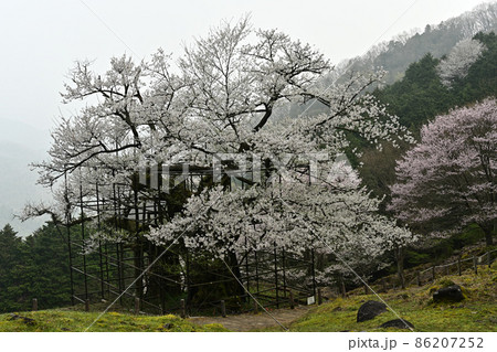 樽見の大桜より 86207252