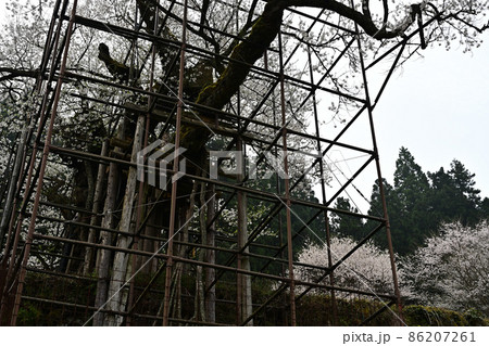樽見の大桜より 樽見の大桜より 86207261