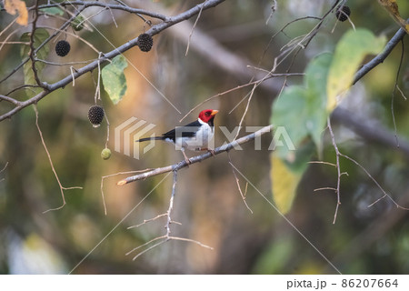 Yellow billed Cardinal,perched on a liana,Pantanal forest, Brazil 86207664