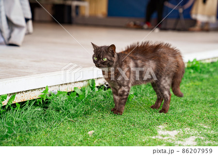 a stray black cat walks on a green lawn.  86207959
