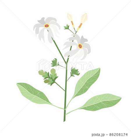 Bunch of Nyctanthes Arbor-tristis or Night Flowering Jasmine Bunch of Nyctanthes Arbor-tristis or Night Flowering Jasmine 86208174