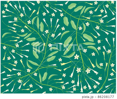 Background of White Tuberose Flowers or Night Blooming Jasmine 86208177