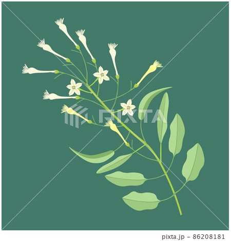Bunch of White Tuberose Flowers or Night Blooming Jasmine Bunch of White Tuberose Flowers or Night Blooming Jasmine 86208181