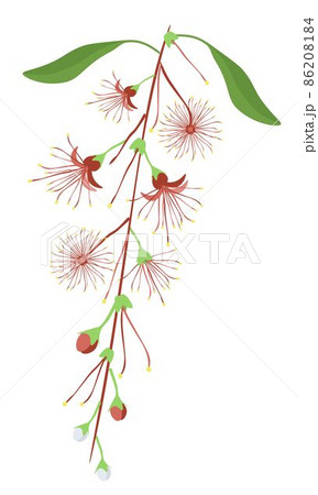 Indian Oak Flower or Barringtonai Acutangula Flowers 86208184