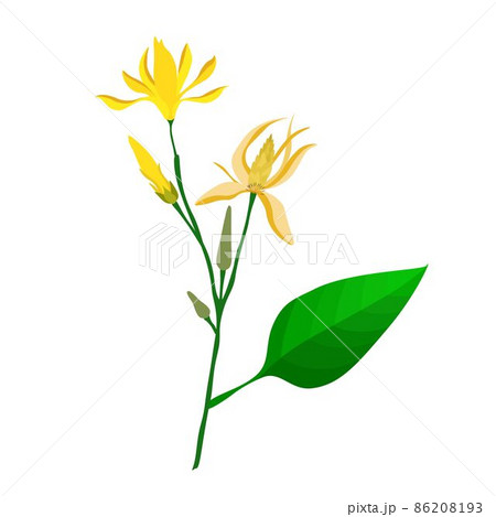 Champaka or Magnolia Champaca Flower on Tree Champaka or Magnolia Champaca Flower on Tree 86208193