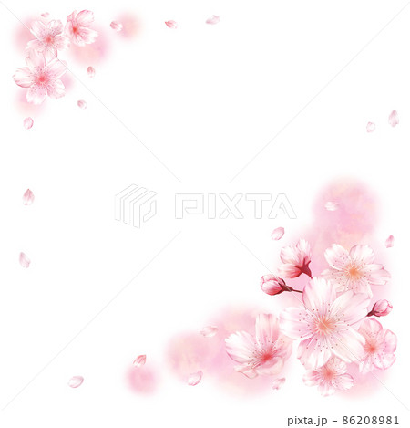 桜と花びら ピンク背景 正方形 のイラスト素材 8681