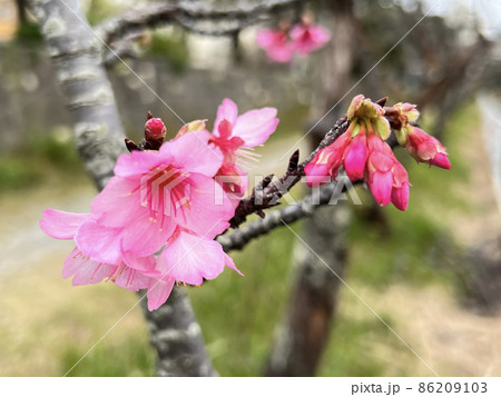 沖縄 那覇与儀公園に咲いた緋寒桜 沖縄 那覇与儀公園に咲いた緋寒桜 86209103