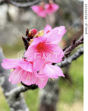 沖縄 那覇与儀公園に咲いた緋寒桜 沖縄 那覇与儀公園に咲いた緋寒桜 86209104