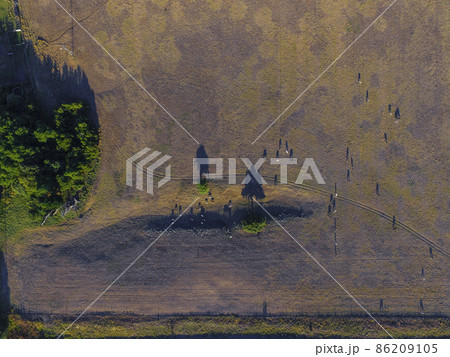 Steers fed with natural grass, Pampas, Argentina 86209105