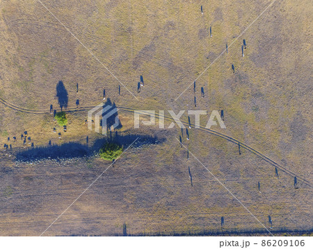 Steers fed with natural grass, Pampas, Argentina 86209106