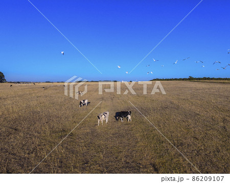 Steers fed with natural grass, Pampas, Argentina Steers fed with natural grass, Pampas, Argentina 86209107