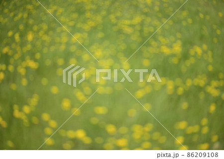 Flowery landscape in the plain, La Pampa, Patagonia, Argentina Flowery landscape in the plain, La Pampa, Patagonia, Argentina 86209108
