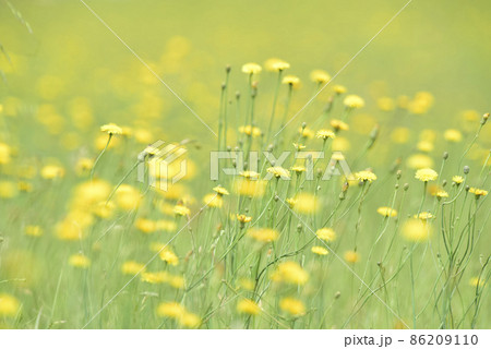 Flowery landscape in the plain, La Pampa, Patagonia, Argentina Flowery landscape in the plain, La Pampa, Patagonia, Argentina 86209110